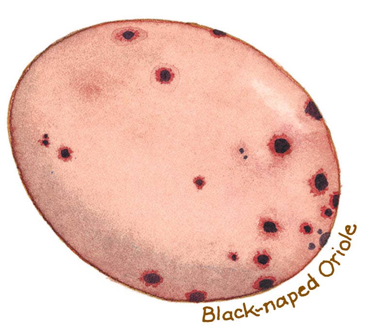 Egg with black spots labeled 'Black-naped Oriole' on a white background