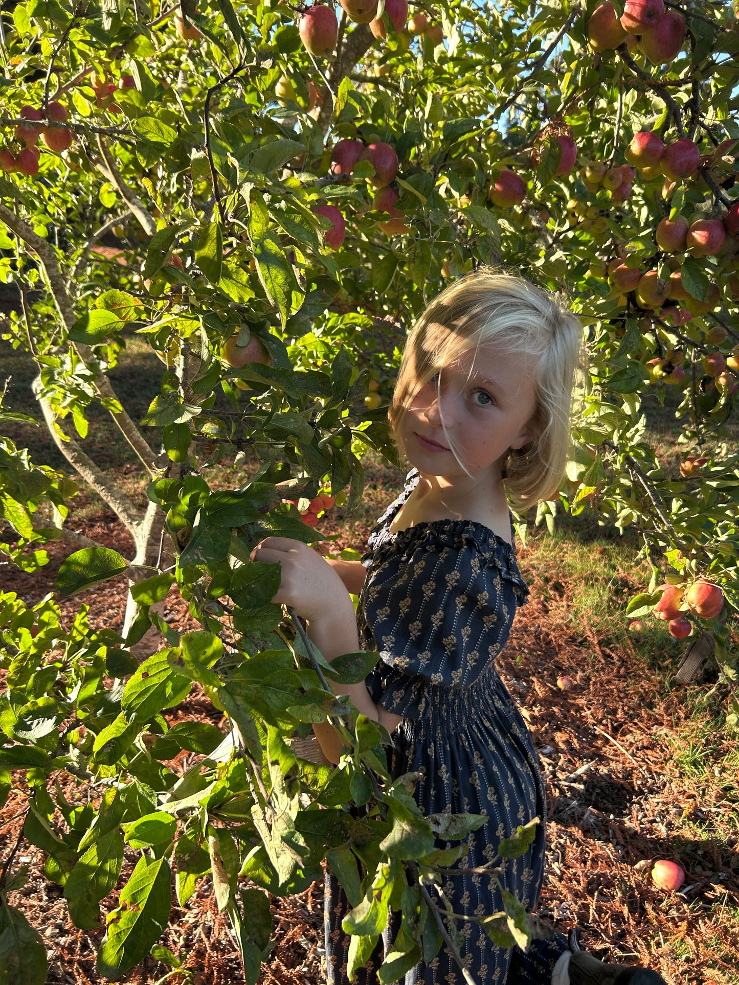 Lexi Dress - Vintage Bloom