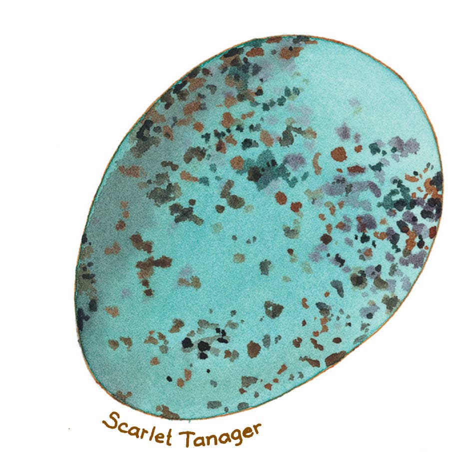 Speckled turquoise egg watercolor with 'Scarlet Tanager' text on a white background